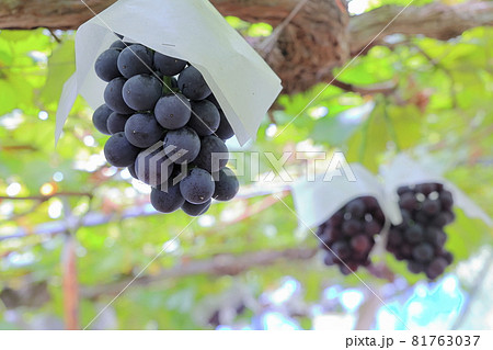 ぶどう狩り ぶどう狩り 81763037