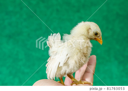 The yellow chicks 81763053