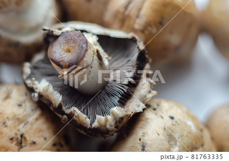 Raw and fresh mushrooms on a white background, vegetables from an organic farm 81763335
