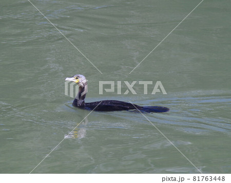 a strange swan a strange swan 81763448