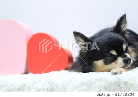 犬とハート チワワ 犬とハート チワワ 81763804