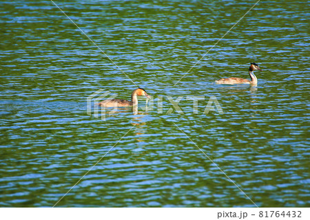 Great crested grebe bird catching fish on the Danube river 81764432