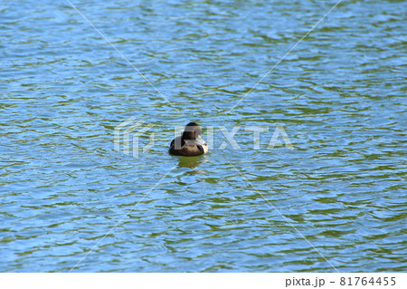 Yellow Eyed Duck floating on the lake near danube river, Regensburg, Gemany 81764455