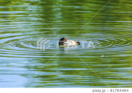 Yellow Eyed Duck floating on the lake near danube river, Regensburg, Gemany Yellow Eyed Duck floating on the lake near danube river, Regensburg, Gemany 81764464