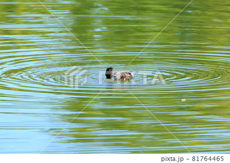 Yellow Eyed Duck floating on the lake near danube river, Regensburg, Gemany 81764465
