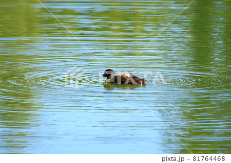 Yellow Eyed Duck floating on the lake near danube river, Regensburg, Gemany 81764468