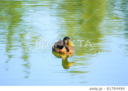 wild ducks on the lake near danube river in Germany 81764484