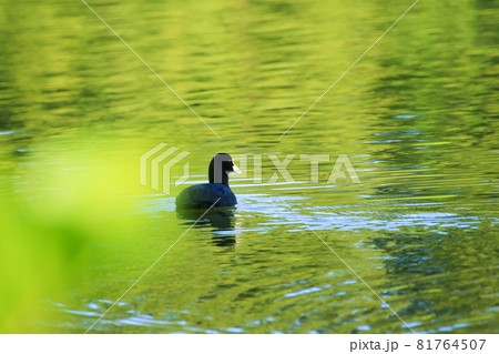 Coot (fulica atra) on the lake near Danube river, Regensburg, Germany 81764507