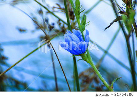 blue flower details near green plants 81764586