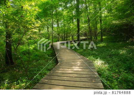 小宮公園 木橋 (晩夏) 小宮公園 木橋 (晩夏) 81764888