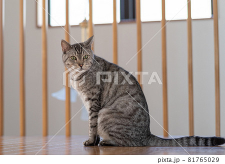 座っている猫　サバトラ猫 81765029