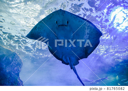 優雅に海中を泳ぐエイと魚の写真素材