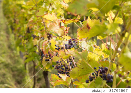 Vineyards with grapevine for wine production near a winery. Grape field growing for wine. Summer scenery. Nature mountains background with wine yard in autumn harvest 81765667