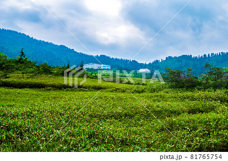 北アルプス　弥陀ヶ原から望む絶景 81765754