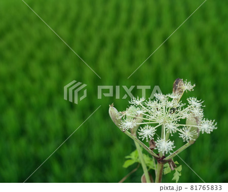 シシウドの花と水田 81765833
