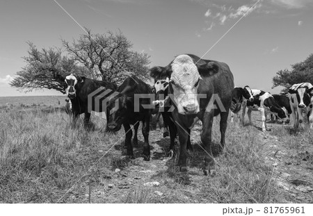 Cows fed with grass, Buenos Aires, Argentina Cows fed with grass, Buenos Aires, Argentina 81765961