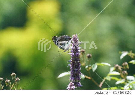 カワミドリの蜜を吸うメスグロヒョウモンの雌 カワミドリの蜜を吸うメスグロヒョウモンの雌 81766820