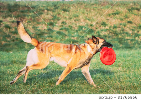 Malinois Dog Play Running With Plate Toy Outdoor In Park. Belgian Sheepdog Are Active, Intelligent, Friendly, Protective, Alert And Hard-working. Belgium, Chien De Berger Belge Dog Malinois Dog Play Running With Plate Toy Outdoor In Park. Belgian Sheepdog Are Active, Intelligent, Friendly, Protective, Alert And Hard-working. Belgium, Chien De Berger Belge Dog 81766866