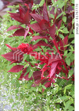 赤いケイトウと白いユーフォルビアの花 赤いケイトウと白いユーフォルビアの花 81767770