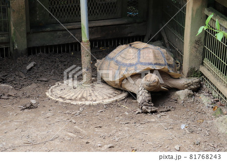 沖縄の東南植物楽園でお昼寝をするケヅメリクガメ 沖縄の東南植物楽園でお昼寝をするケヅメリクガメ 81768243