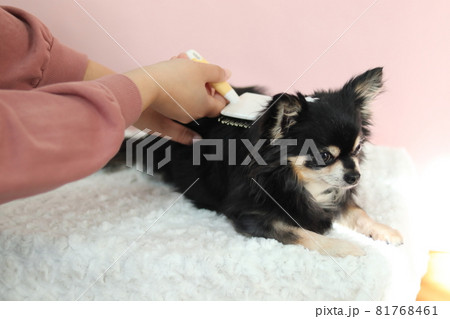 犬のブラッシング チワワ 犬のブラッシング チワワ 81768461