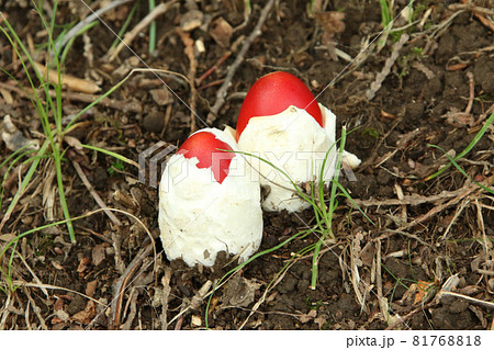 タマゴタケ　卵茸　たまごたけ　食用キノコ 81768818