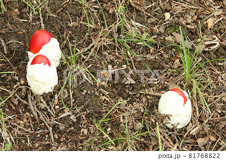 タマゴタケ　卵茸　たまごたけ　食用キノコ 81768822