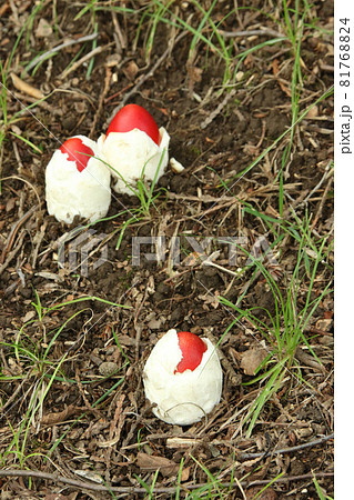 タマゴタケ　卵茸　たまごたけ　食用キノコ 81768824