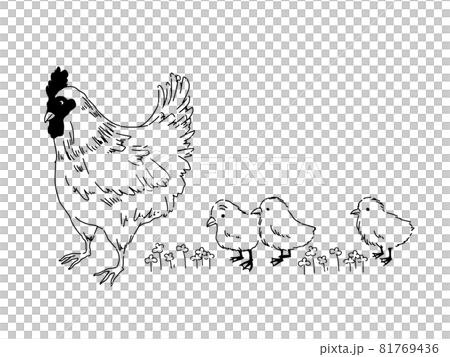 Chickens and chicks drawn in simple lines Chickens and chicks drawn in simple lines 81769436