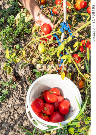 bucket with harvested tomatoes and hand picks ripe tomato at home garden 81769498