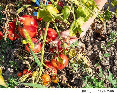 top view of hand taking ripe tomato from bush at home garden on sunny summer day 81769500