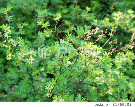 shrubby five-finger plant (dasiphora fruticosa) on sunny summer day (focus on the leaves on top of the shrub) 81769503