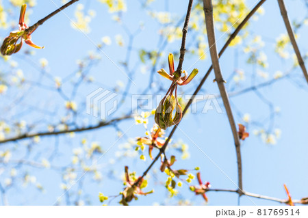 spring in city - bourgeon of ash-leaved maple tree close up with blue sky on background on sunny day (focus on bud on foreground) 81769514