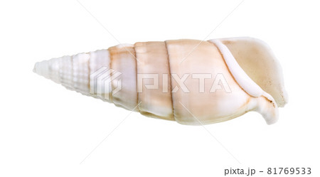 dried empty shell of cerith mollusc cutout on white background 81769533