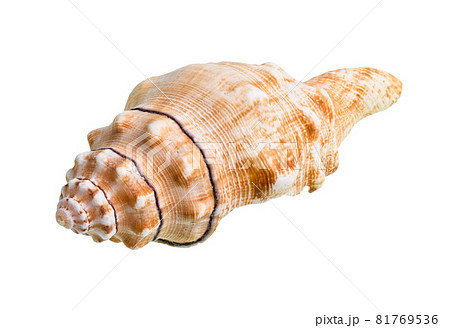 dried shell of sea snail cutout on white background 81769536