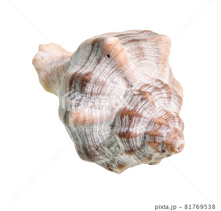 dried conch of whelk snail cutout on white background 81769538