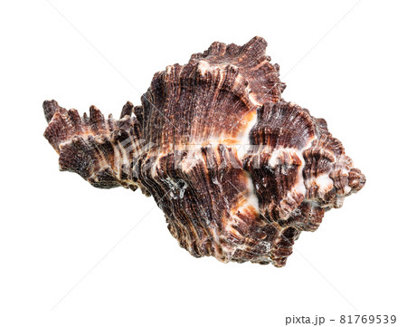 dried dark brown shell of muricidae mollusk cutout on white background 81769539