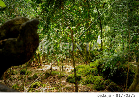 Boxwood grove. A rare tree in Abkhazia. Mosses and stones. Boxwood grove. A rare tree in Abkhazia. Mosses and stones. 81770275