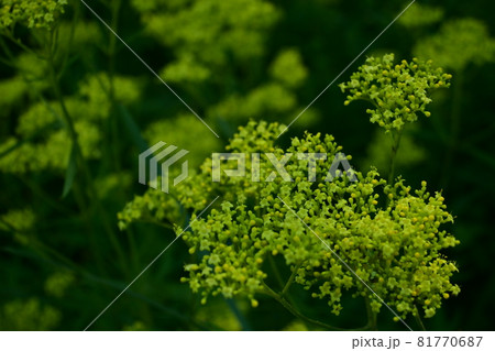 女郎花（オミナエシ）の花 81770687