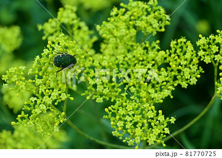 女郎花(オミナエシ)とカナブン 女郎花(オミナエシ)とカナブン 81770725