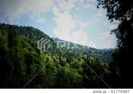 Forest on the tops of mountains in Abkhazia. Ecologically clean places. Forest on the tops of mountains in Abkhazia. Ecologically clean places. 81770987
