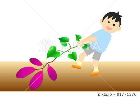 サツマイモのいも掘りをする男の子のイラスト 秋イメージ のイラスト素材
