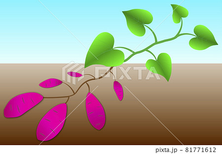 サツマイモ畑の断面図 サツマイモが畑に植わっているイメージ 日本の秋イメージ のイラスト素材