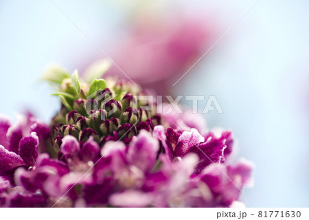 赤紫色のスカビオサのクローズアップ写真です。学名はScabiosaです。 81771630