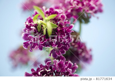 赤紫色のスカビオサのクローズアップ写真です。学名はScabiosaです。 81771634