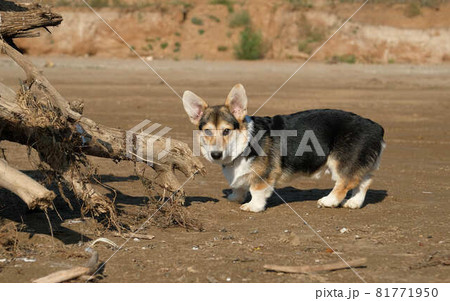 Dog. Welsh corgi cardigan on the beach. Day.  81771950
