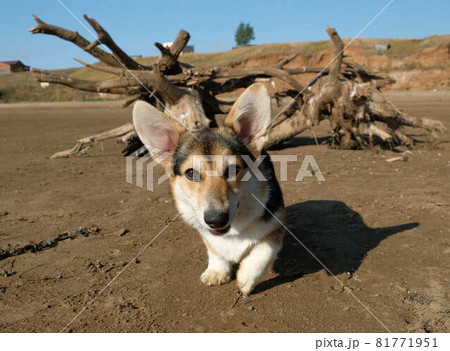 Dog. Welsh corgi cardigan on the beach. Day.  81771951