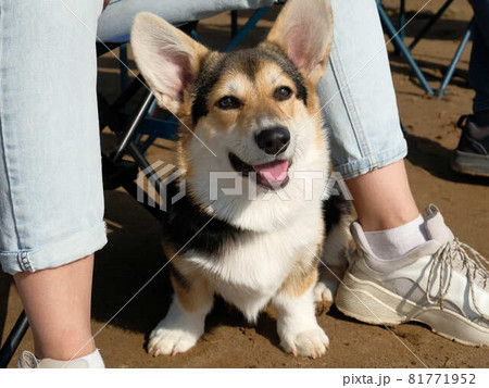 Dog. Welsh corgi cardigan on the beach. Day. Near the feet of the hostess. 81771952