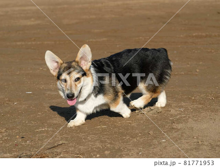 Dog. Welsh corgi cardigan on the beach. Day.  81771953