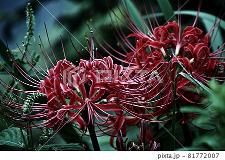 曼珠沙華 81772007